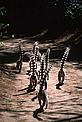 Ring-tailed lemur group, Madagascar