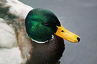 Mallard challenge winning photo