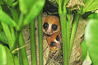 Goodman's mouse lemur 