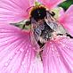 Bee on a pink geranium - © Mari Snookes Bee on a pink geranium