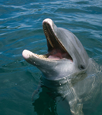 marine dolphin
