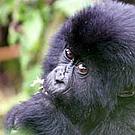 Mountian gorilla