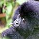 Mountian gorilla - © Mark Robertson / Daily Mail / WWF-UK Mountain gorilla © Mark Robertson / Daily Mail / WWF-UK