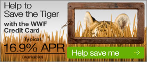Help to Save the Tiger with the WWF Credit Card. Typical 16.9% APR (variable). Help save me.