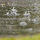 Raindrops falling on a puddle