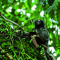 Rio Acarí marmoset 