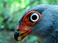 Cryptic forest falcon 