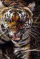© Vivek R. Sinha / WWF © Vivek R. Sinha / WWF