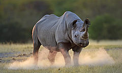 Rhino, South Africa © Brent Stirton / Getty Images / WWF- UK