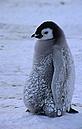 What future for this penquin chick?