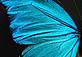Butterflies stay clean using nano-scale structures on their wings. This inspired the creation of self-cleaning fabrics, paints and electronic display screens. - © Courtesy of the Biomimicry Institute Butterflies stay clean using nano-scale structures on their wings. This inspired the creation of self-cleaning fabrics, paints and electronic display screens.