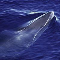Minke whale coming up to breathe