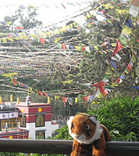 Monkey temple - Nepal diary