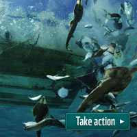 Bycatch wasted under the CFP - support more fish