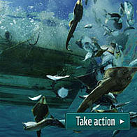 Bycatch wasted under the CFP - support more fish