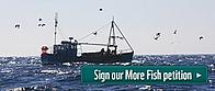 More Fish campaign petition