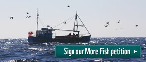 More Fish campaign petition