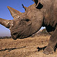 Black rhinoceros
