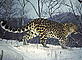 Narva, female Amur leopard
