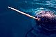 © WWF / Bryan and Cherry Alexander Narwhal Narwhal