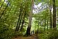 Beech forest, Gradistea Muncelului Cioclovina Nature Park, Romania