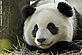 Giant Panda Giant Panda
