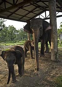 Elephants