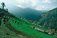Rice fields in Annapurna Conservation Area -Nepal