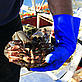 Sustainable crab fishing, Newlyn, Cornwall