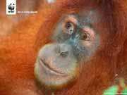 Orang-utan