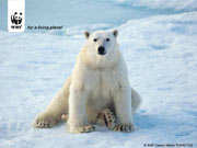 Polar bear