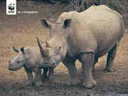 Rhino