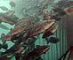 Rudolf Svenson / WWF-Canon Cod caught in fishing net