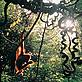 Digital Vision Orang-utan
