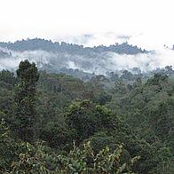 Borneo forest
