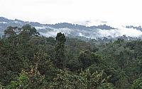 Borneo forest