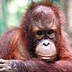 Young Orang utan© WWF / WWF-Malaysia/Cede Prudente