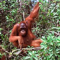 Sub adult male orang-utan