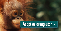 Adopt an orang-utan