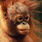 Bornean orang-utan