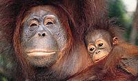 Orang-utan mother and baby - Digital Vision Orang-utan mother and baby