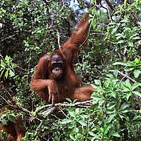 Sub adult male Orang-utan