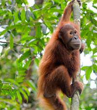 orang-utan