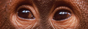 Orang-utan eyes