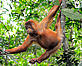 © Fletcher & Baylis / WWF-Indonesia Young orang utan, Jambi, Sumatra, Indonesia Young orang utan, Jambi, Sumatra, Indonesia