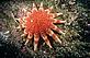 Sunstar © Charles Hood / WWF-UK