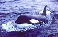 Orca or Killer whale (Orcinus orca)© WWF/G McCallum