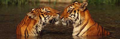 Indian tigers in the water, facing each other