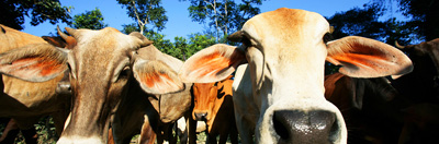 Cattle grazing in the Amazon