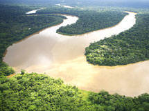 Sponsor an acre of forest